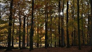 Foto: Trauer-Spaziergänge in heimischer Umgebung