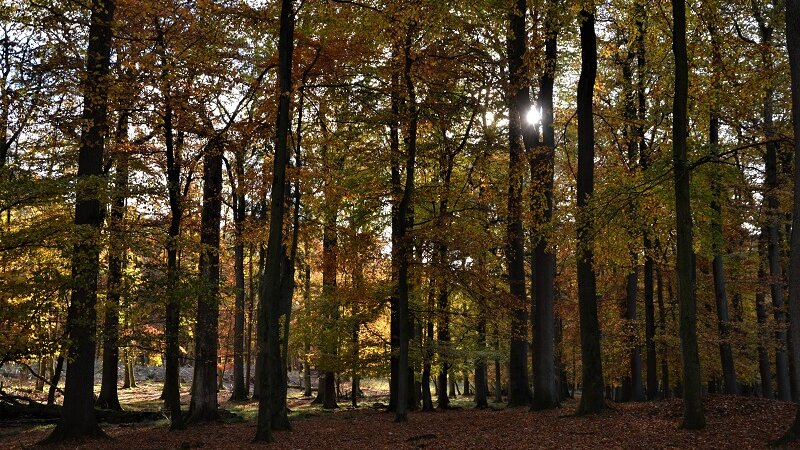 Foto: Trauer-Spaziergänge in heimischer Umgebung