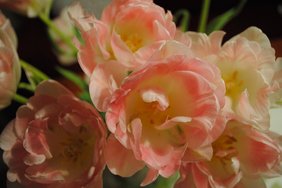 Es wird frühlingshaft in "Mamis On Air". Foto: Blumen