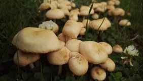 Foto: Sommerliche Ausgabe der Pilzstunde
